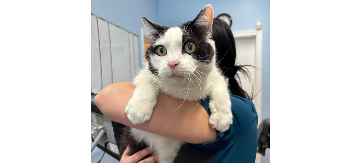 Staff Holding White & Gray Cat