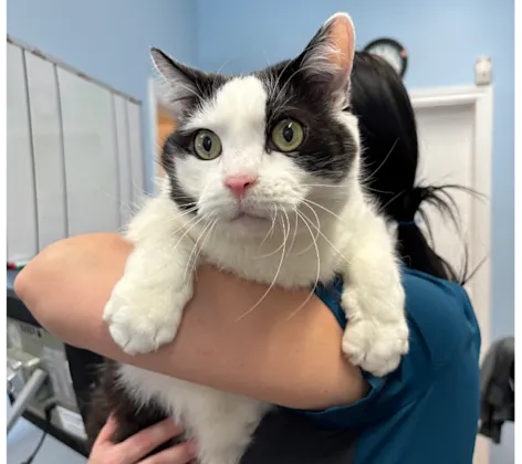 Staff Holding White & Gray Cat Staff Holding White & Gray Cat