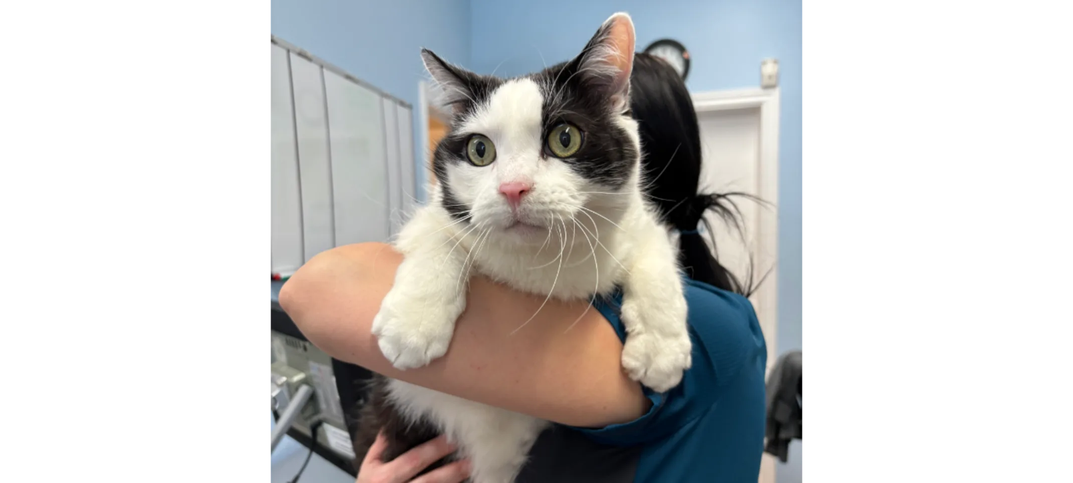 Staff Holding White & Gray Cat Staff Holding White & Gray Cat