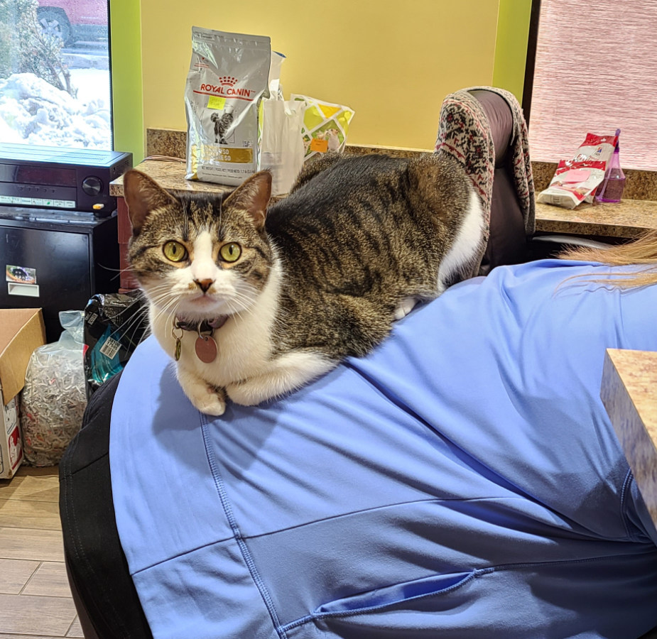 Cat on a staff member's back