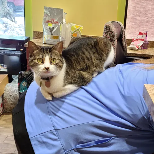 Cat on a staff member's back Cat on a staff member's back