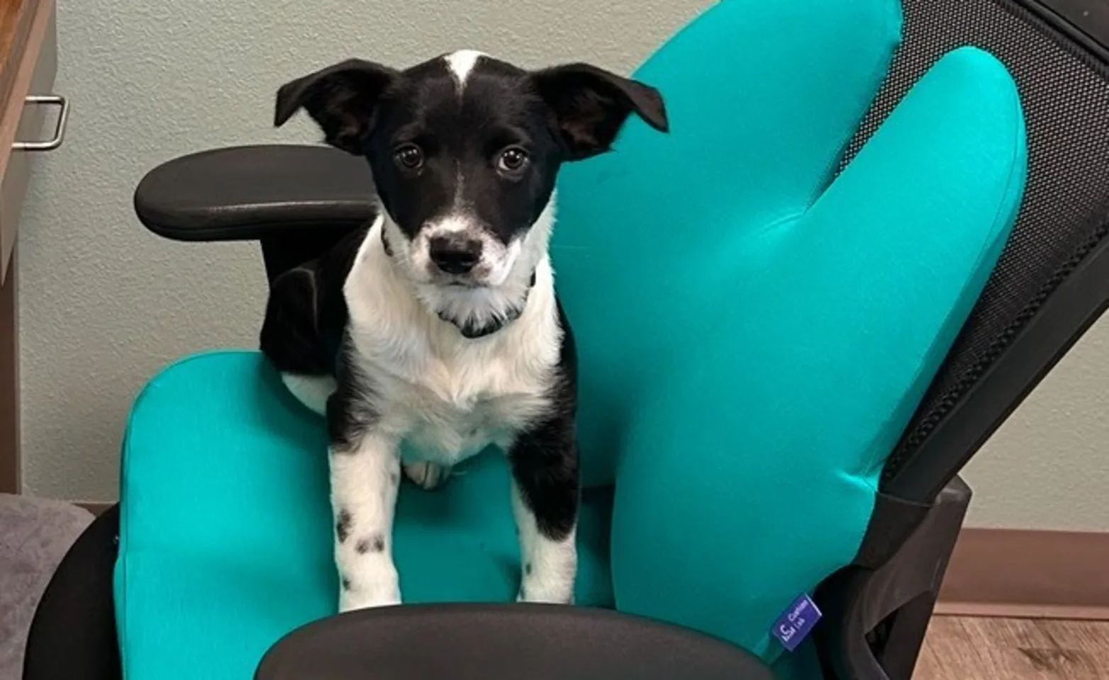 Puppy on chair Puppy on chair