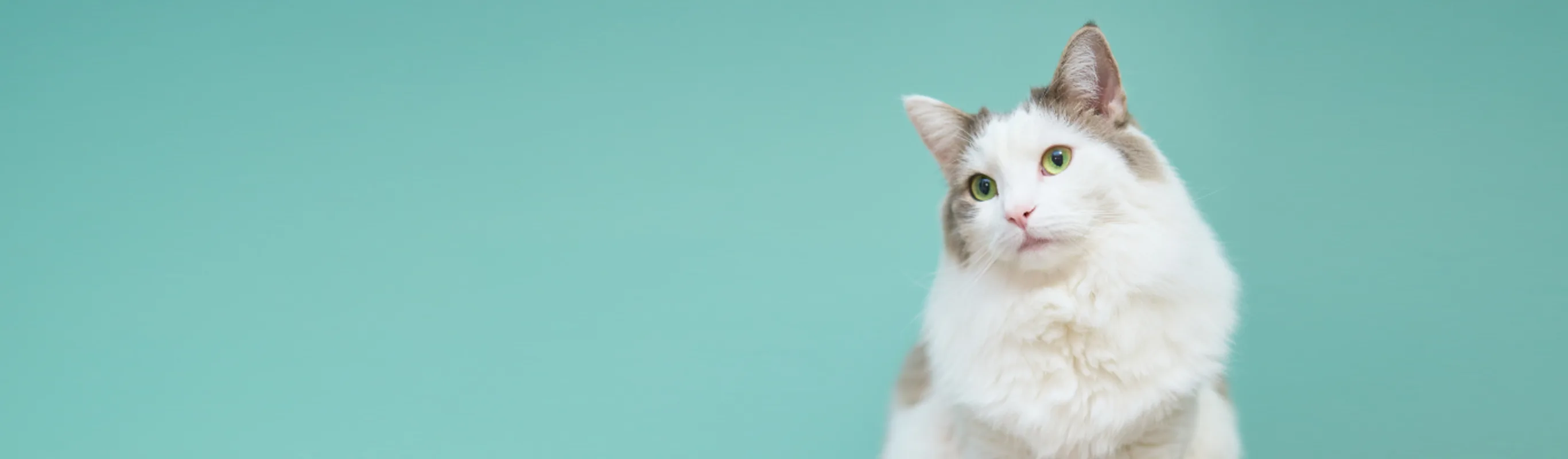 White cat in front of a studio teal colored background White cat in front of a studio teal colored background