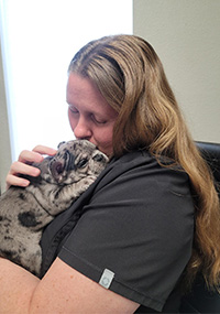 A person cuddling a merle French Bulldog