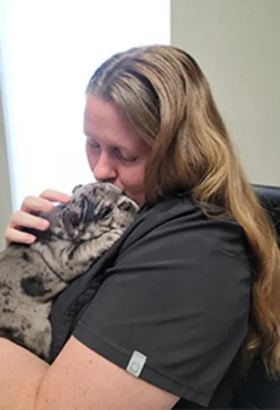 A person cuddling a merle French Bulldog A person cuddling a merle French Bulldog