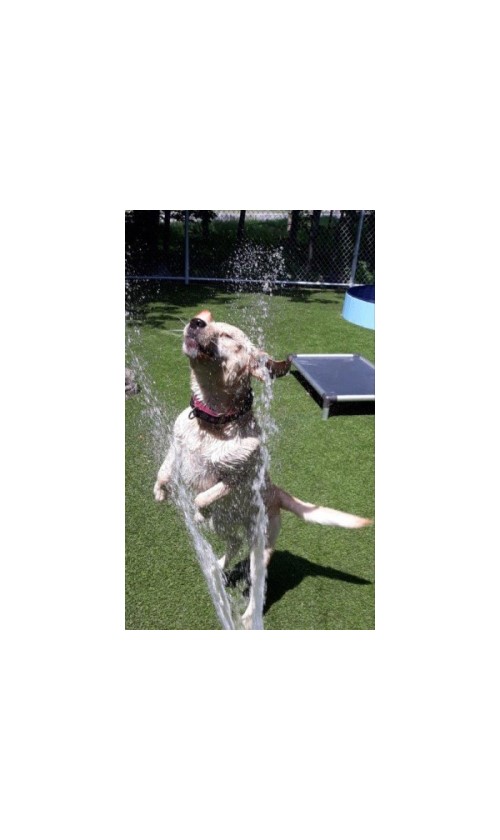 Dog Playing Outside With Water