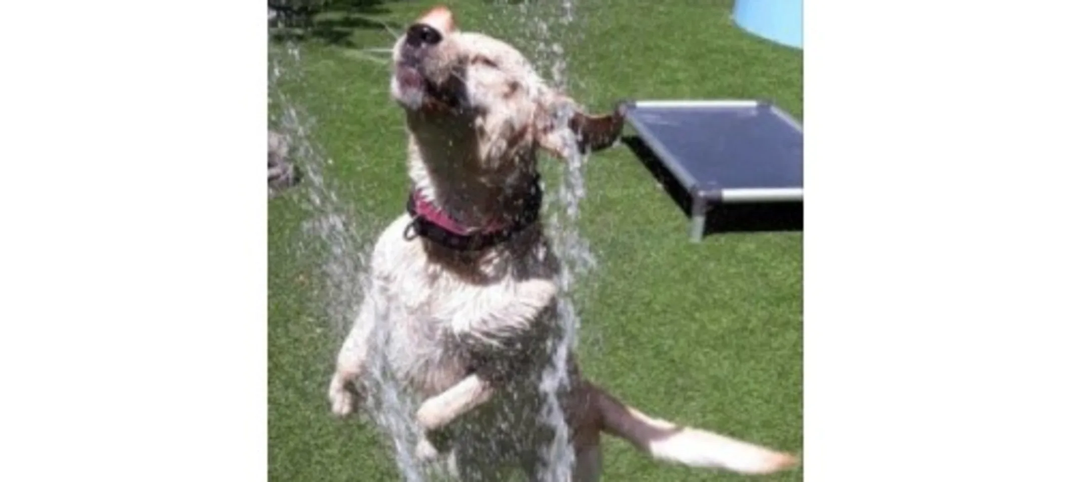Dog Playing Outside With Water