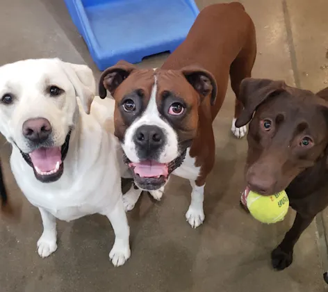 Dogs looking up with balls in his mouth