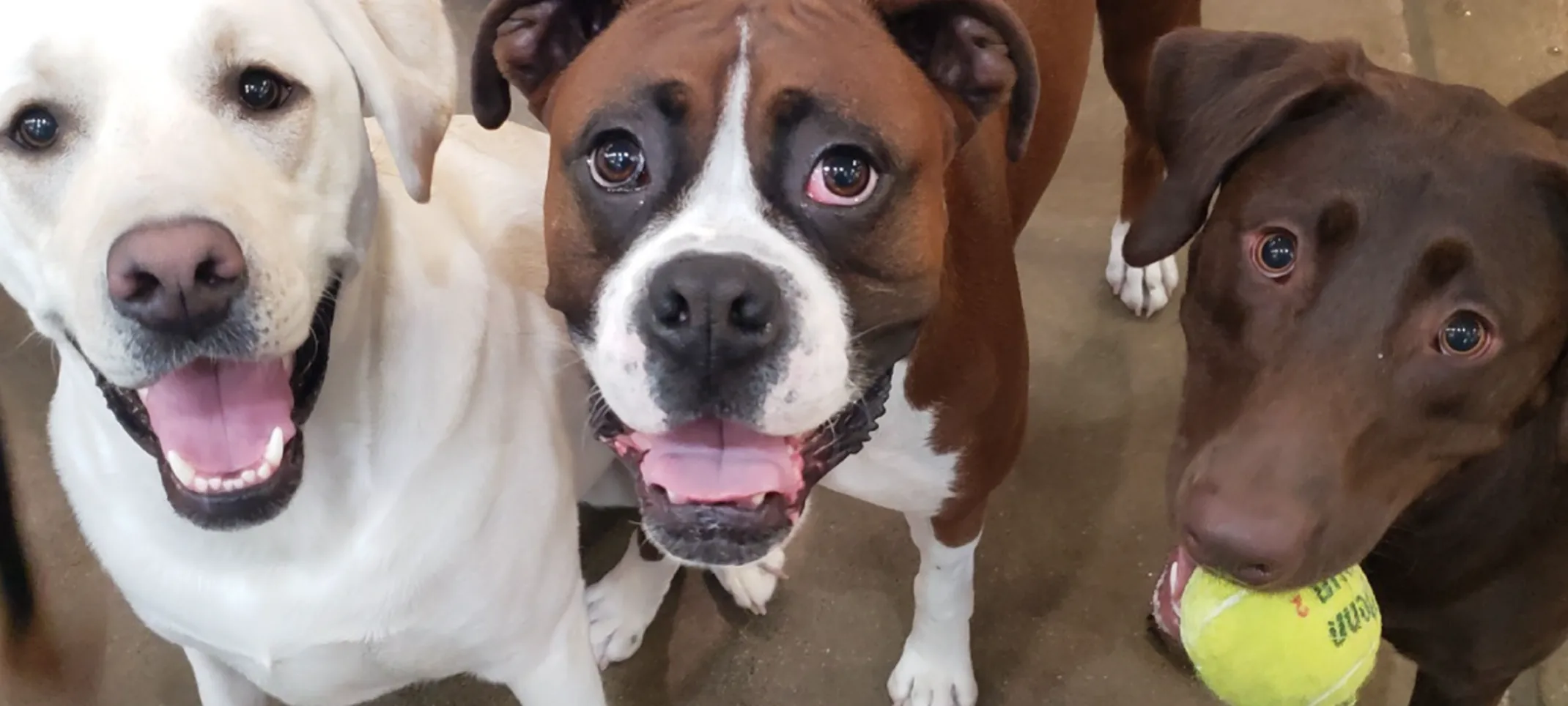 Dogs looking up with balls in his mouth