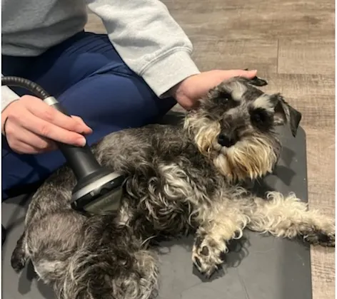 Dog receiving shockwave therapy Dog receiving shockwave therapy