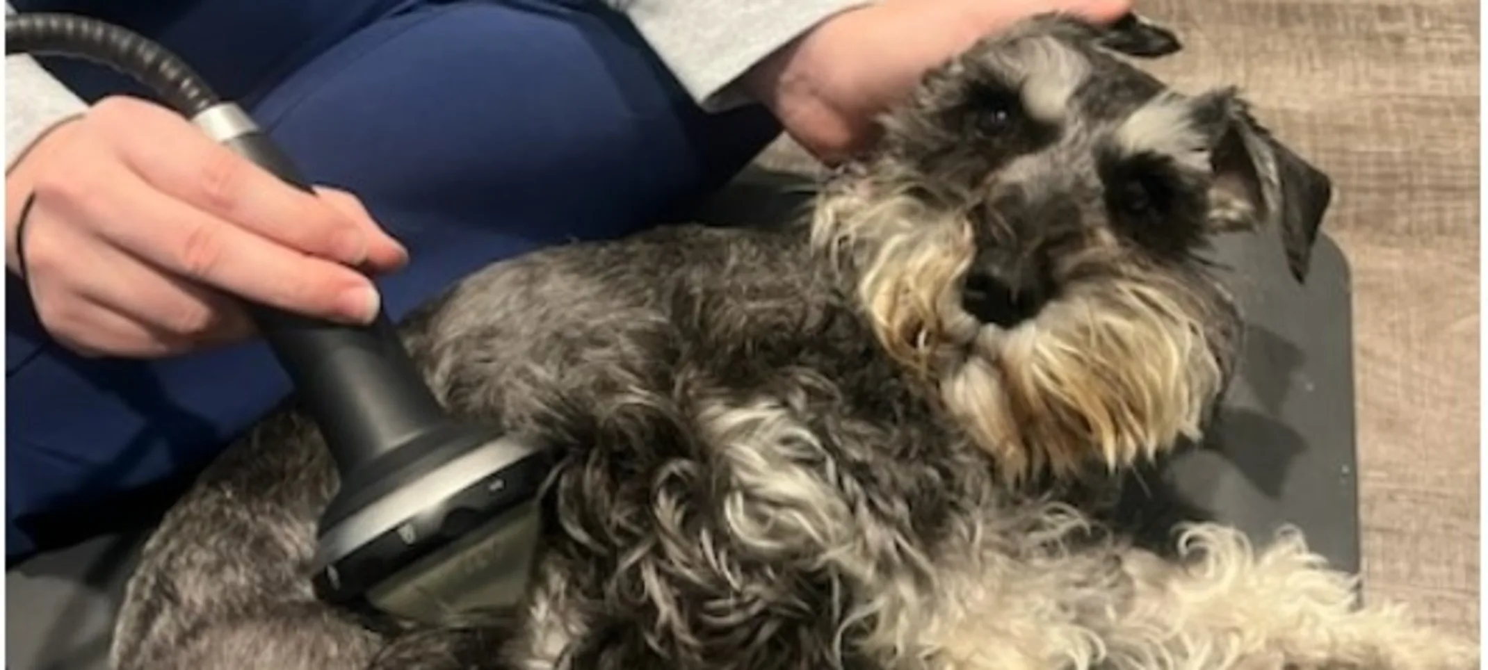 Dog receiving shockwave therapy Dog receiving shockwave therapy