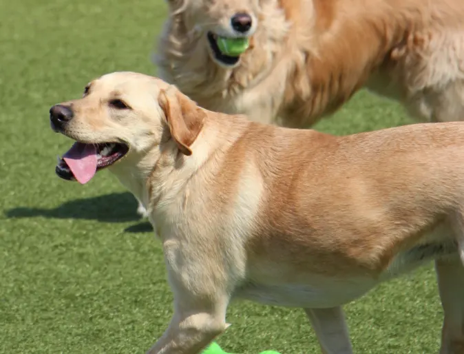 Dogs happy with ball