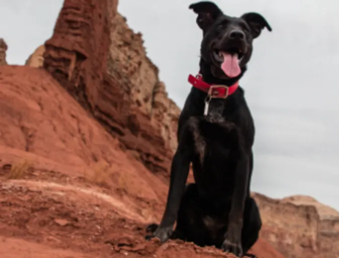 A Black Dog Sitting in the Desert Canyon A Black Dog Sitting in the Desert Canyon