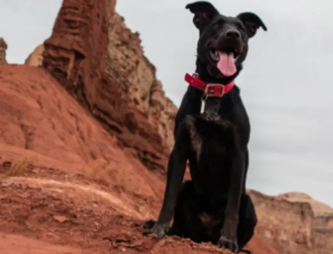 A Black Dog Sitting in the Desert Canyon