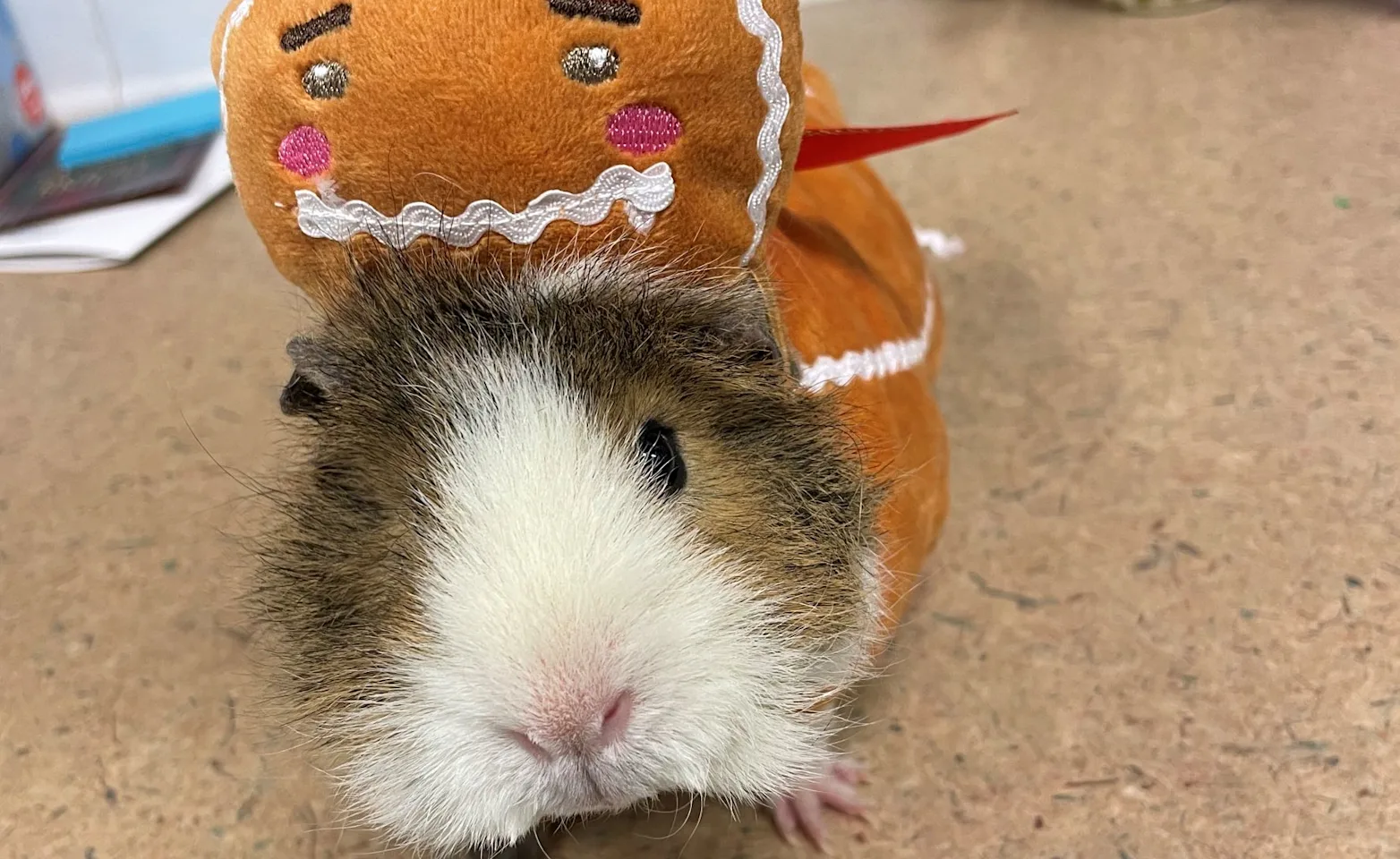 Curly Fry, Office Guinea Pig Curly Fry, Office Guinea Pig