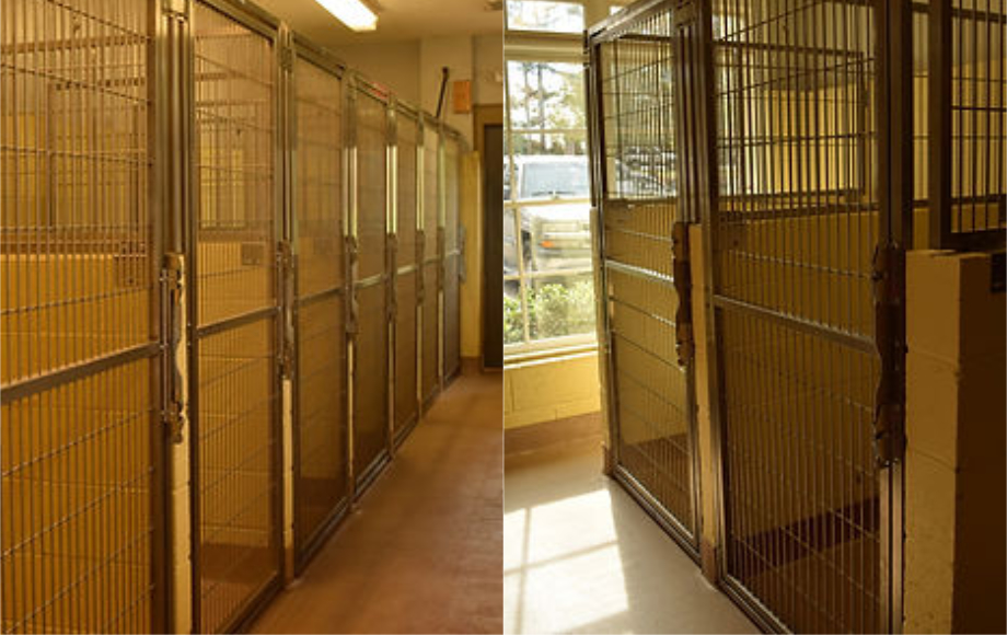 Fm luxury 2024 boarding kennels