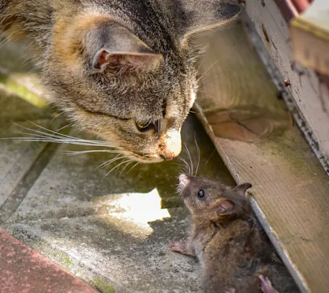 Cat starring down rat