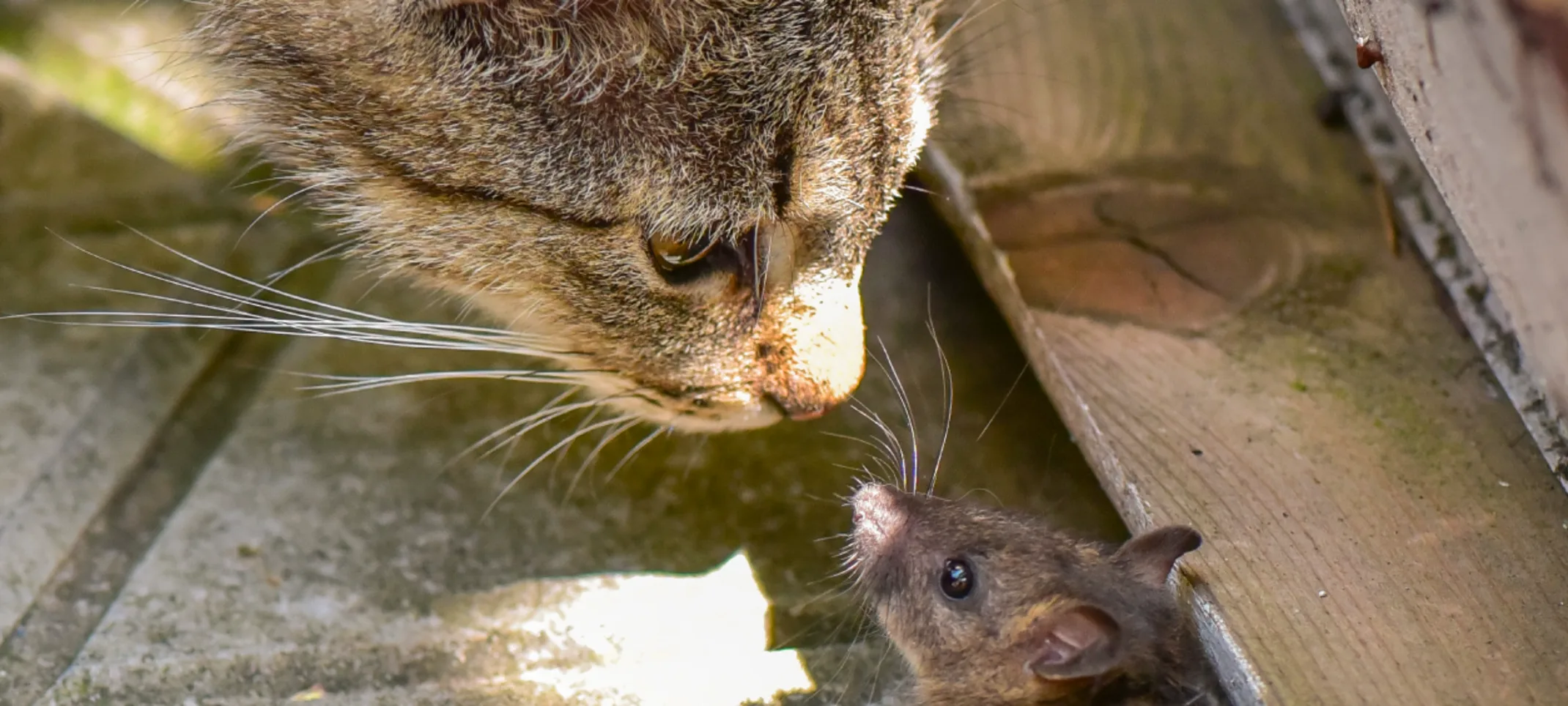 Cat starring down rat Cat starring down rat