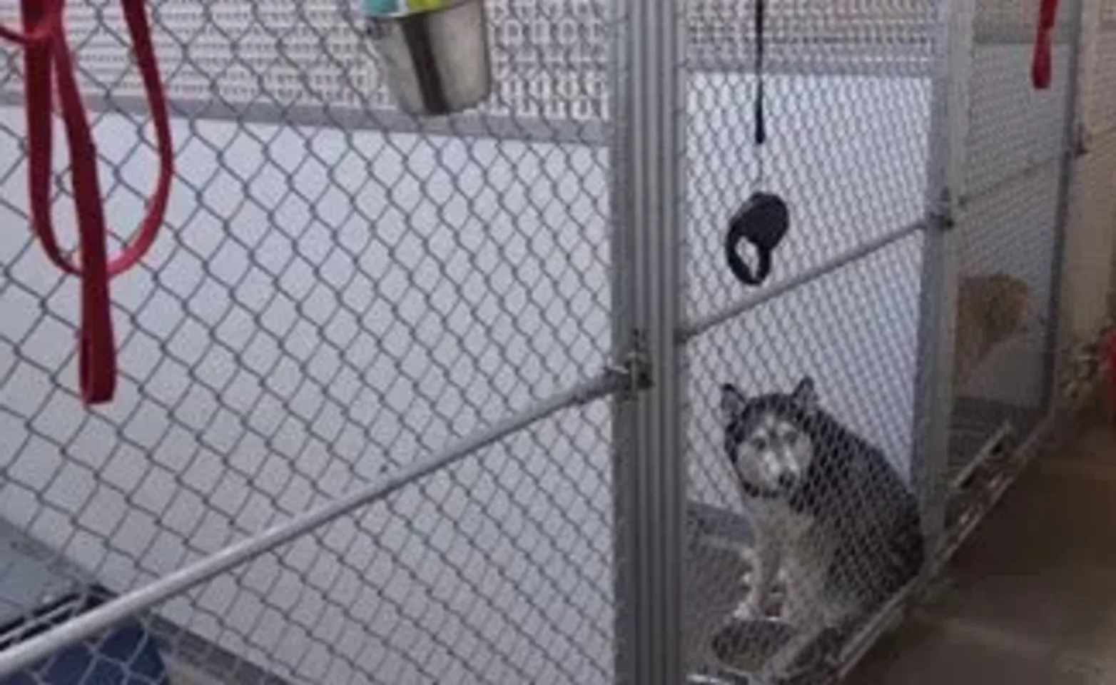 Eastside Pet Clinic's kennel with dog inside