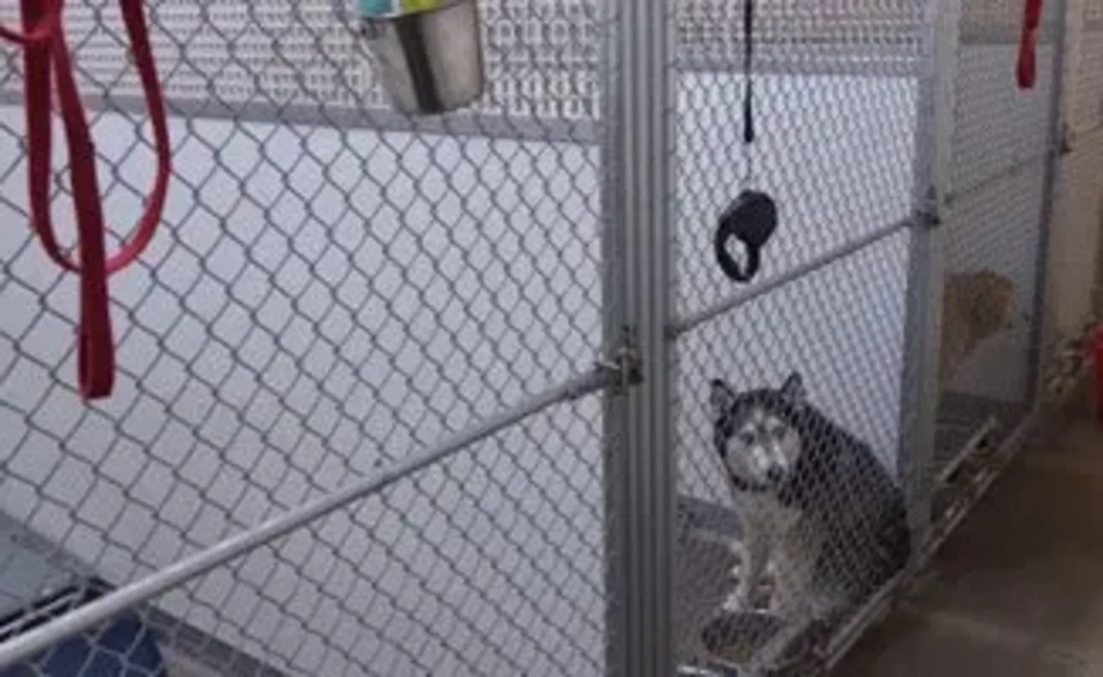 Eastside Pet Clinic's kennel with dog inside Eastside Pet Clinic's kennel with dog inside