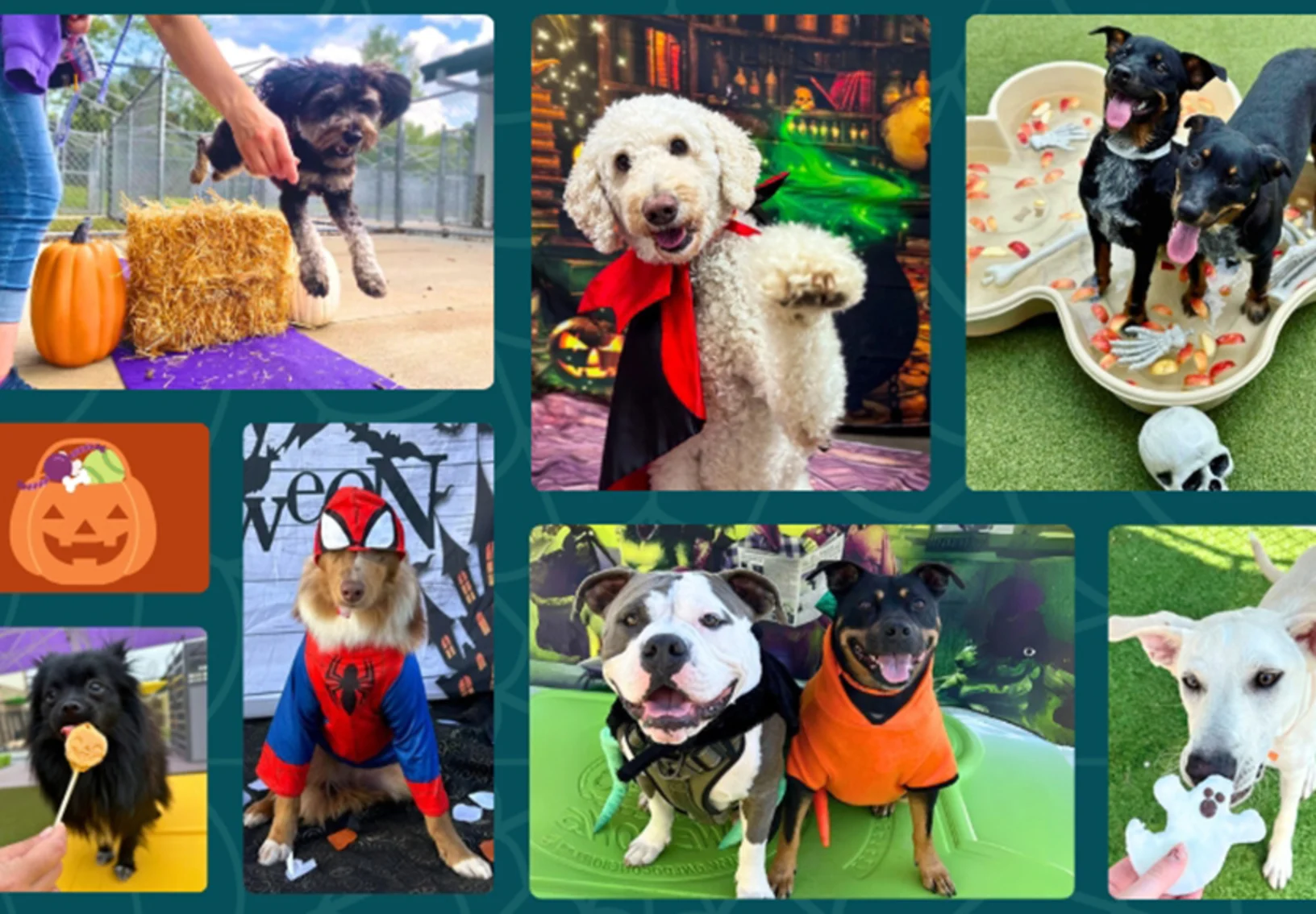 Collage of dogs in Halloween costumes Collage of dogs in Halloween costumes