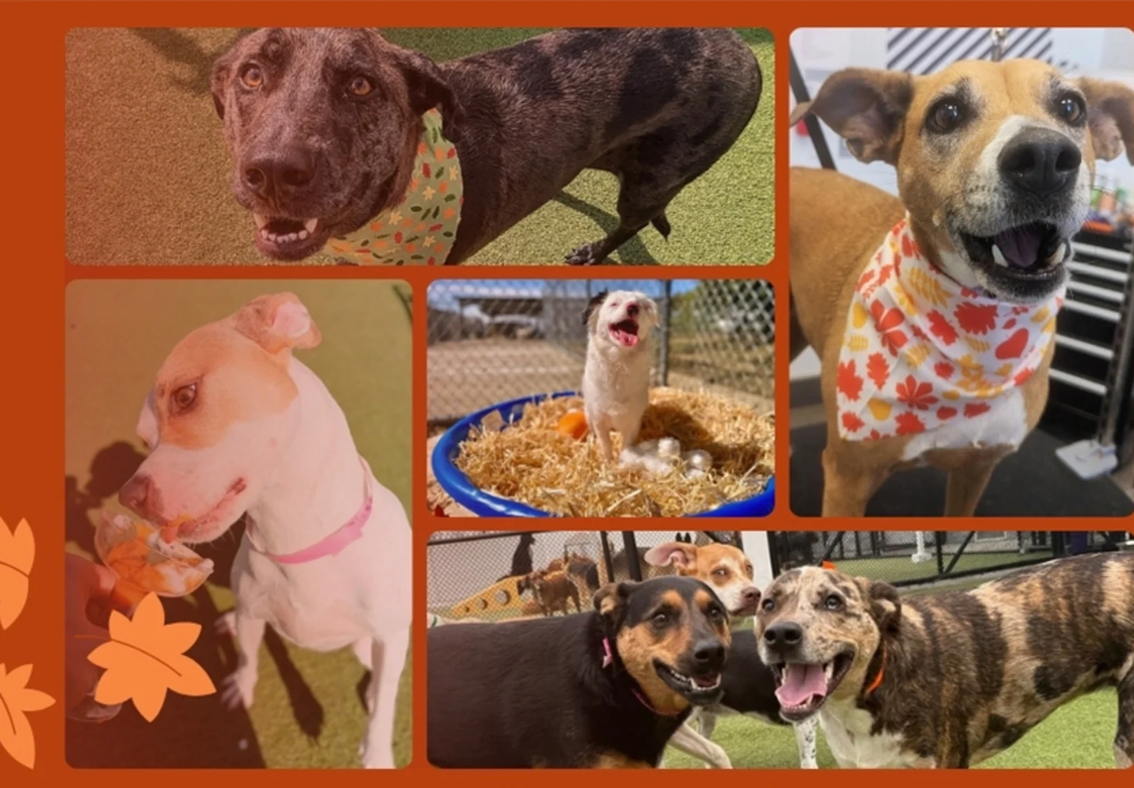 Collage of dogs in Halloween costumes Collage of dogs in Halloween costumes