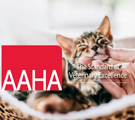 Kittens laying in cat bed Kittens laying in cat bed