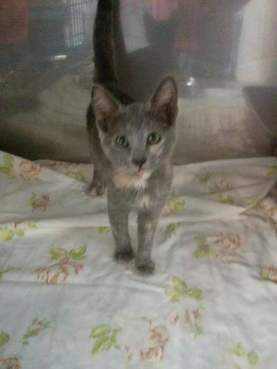 Small tortiseshell kitten