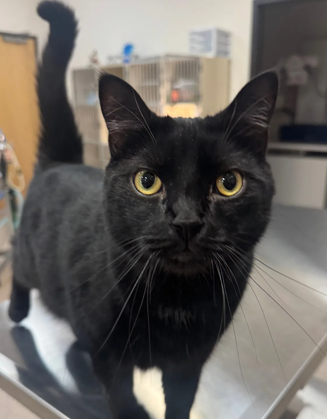 Lucipurr Lucipurr