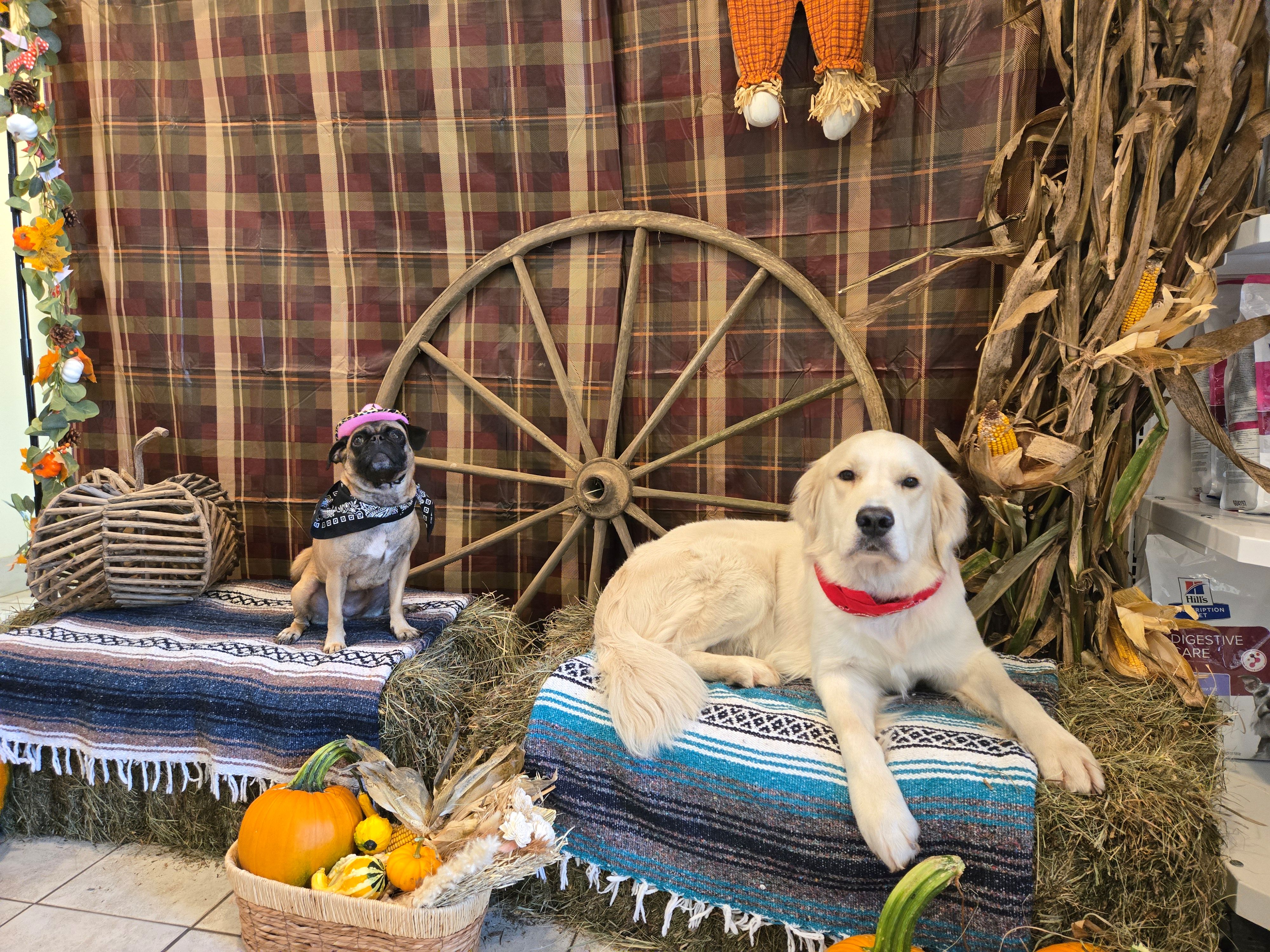 Golden Retriver posing with fall decor