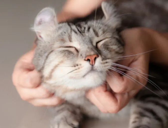 Medium-haired tabby getting scratches. Medium-haired tabby getting scratches.