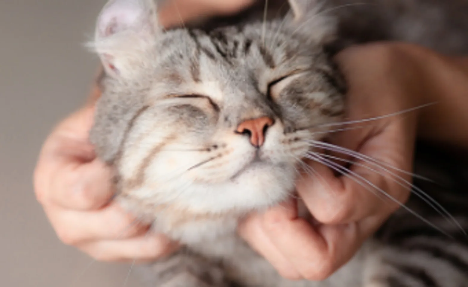 Medium-haired tabby getting scratches. Medium-haired tabby getting scratches.