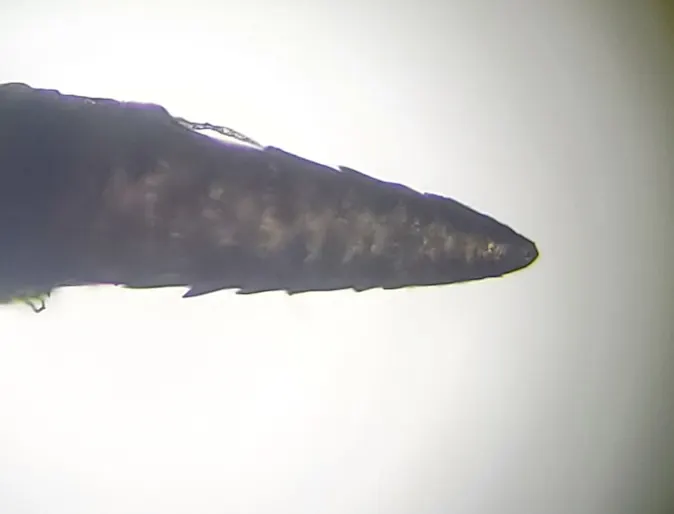 Porcupine tail Porcupine tail