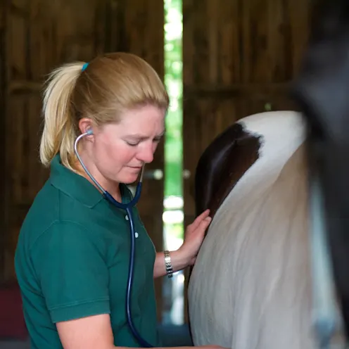 Henniker Veterinary Hospital staff member with horse Henniker Veterinary Hospital staff member with horse
