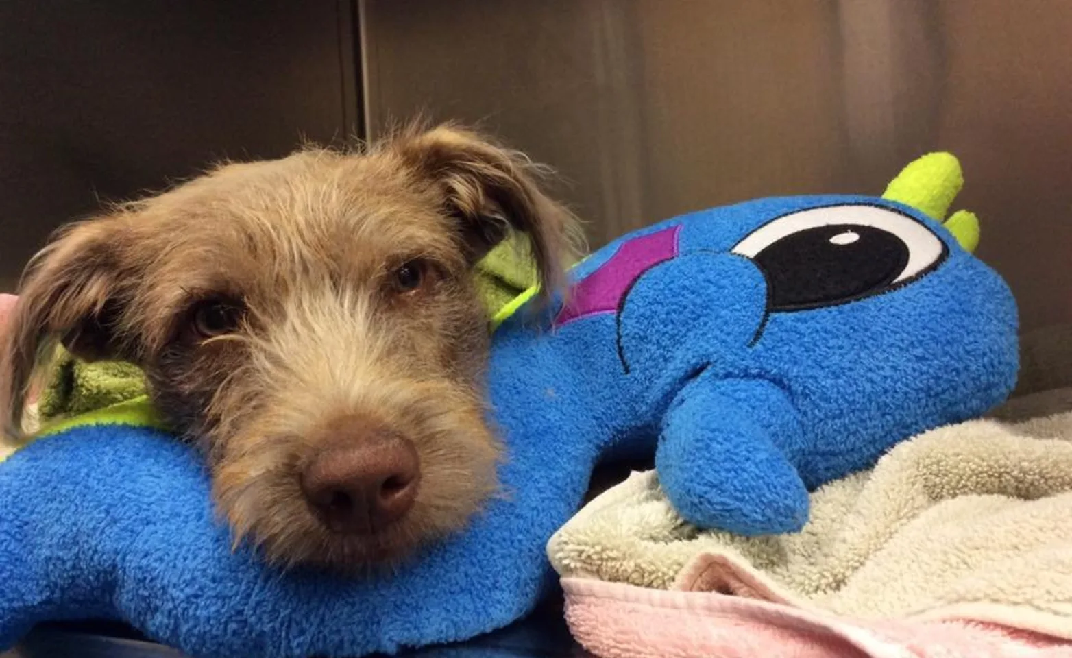 Shelby, a small dog, recovering from surgery Shelby, a small dog, recovering from surgery