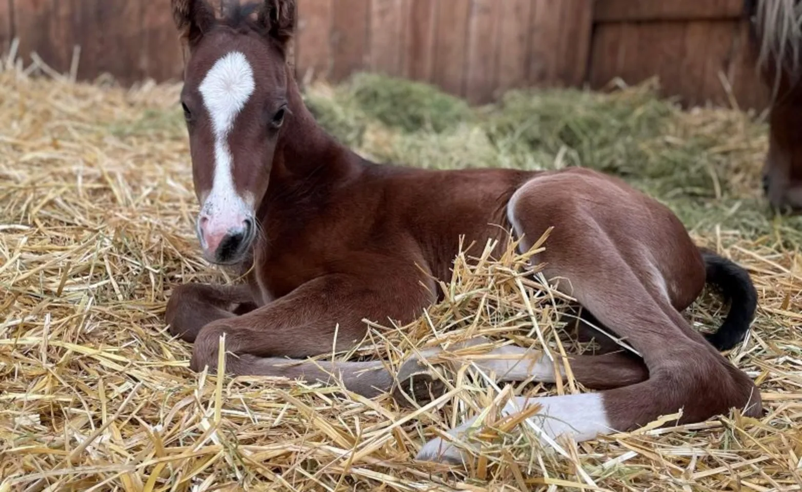 brown foal brown foal