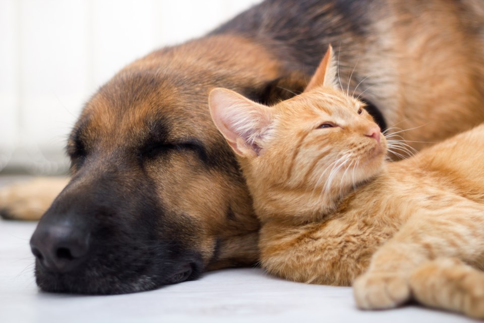 Dog lying down with Cat