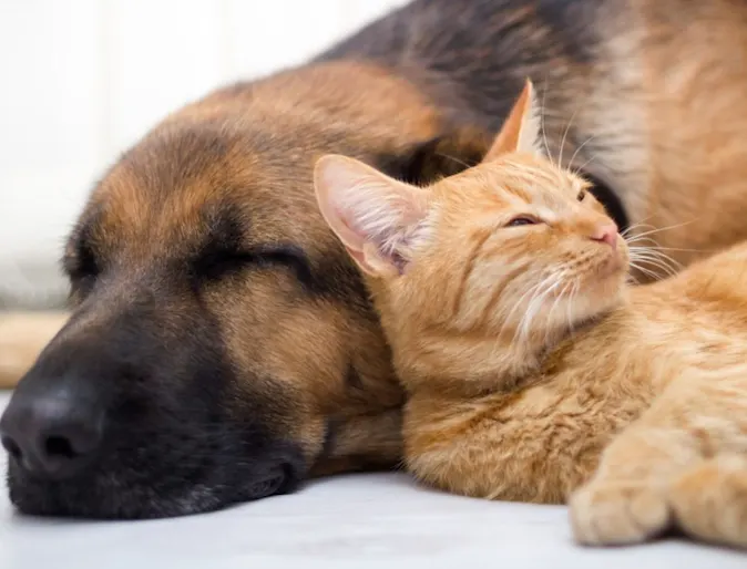 Dog lying down with Cat Dog lying down with Cat