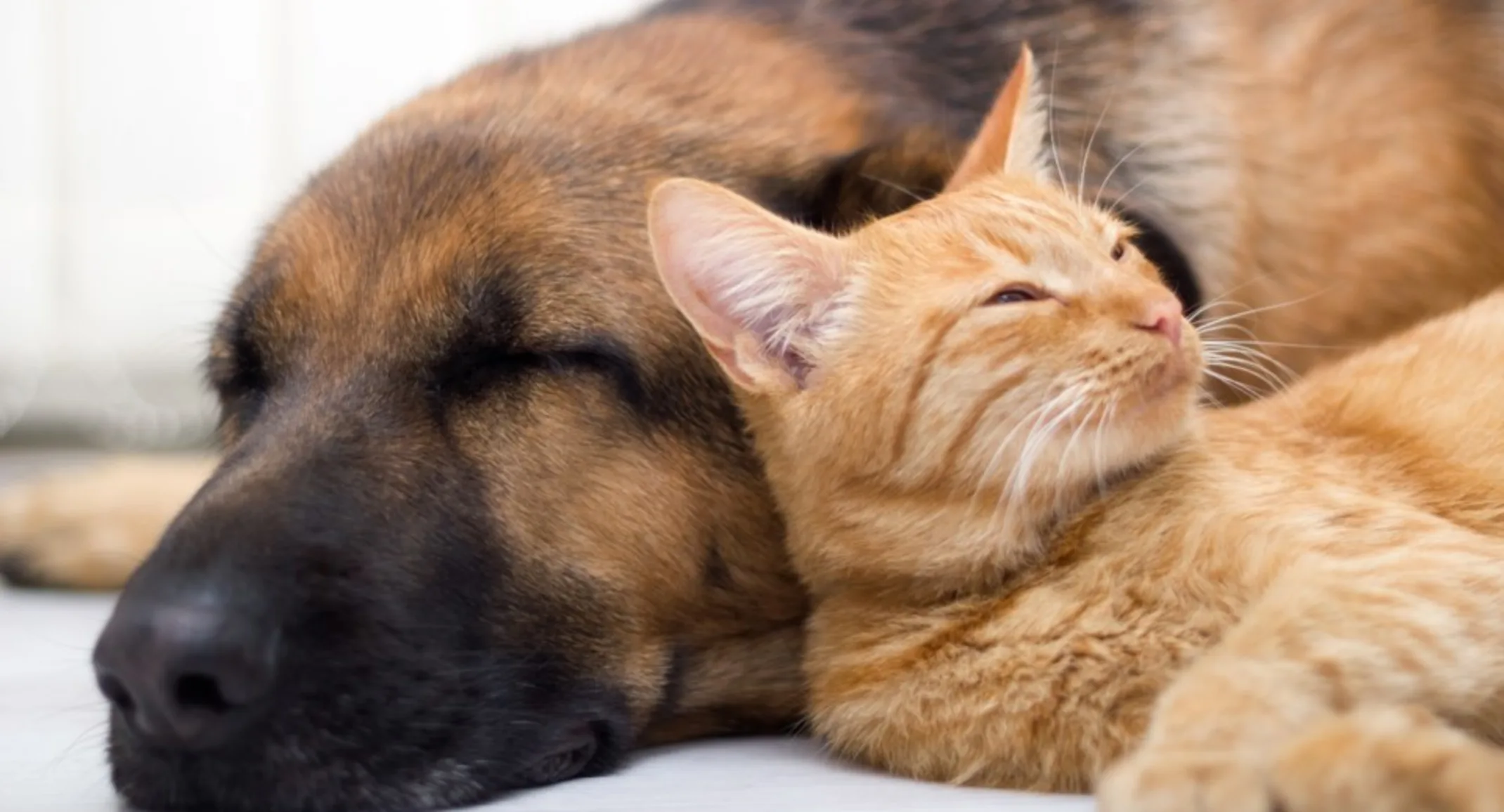 Dog lying down with Cat Dog lying down with Cat