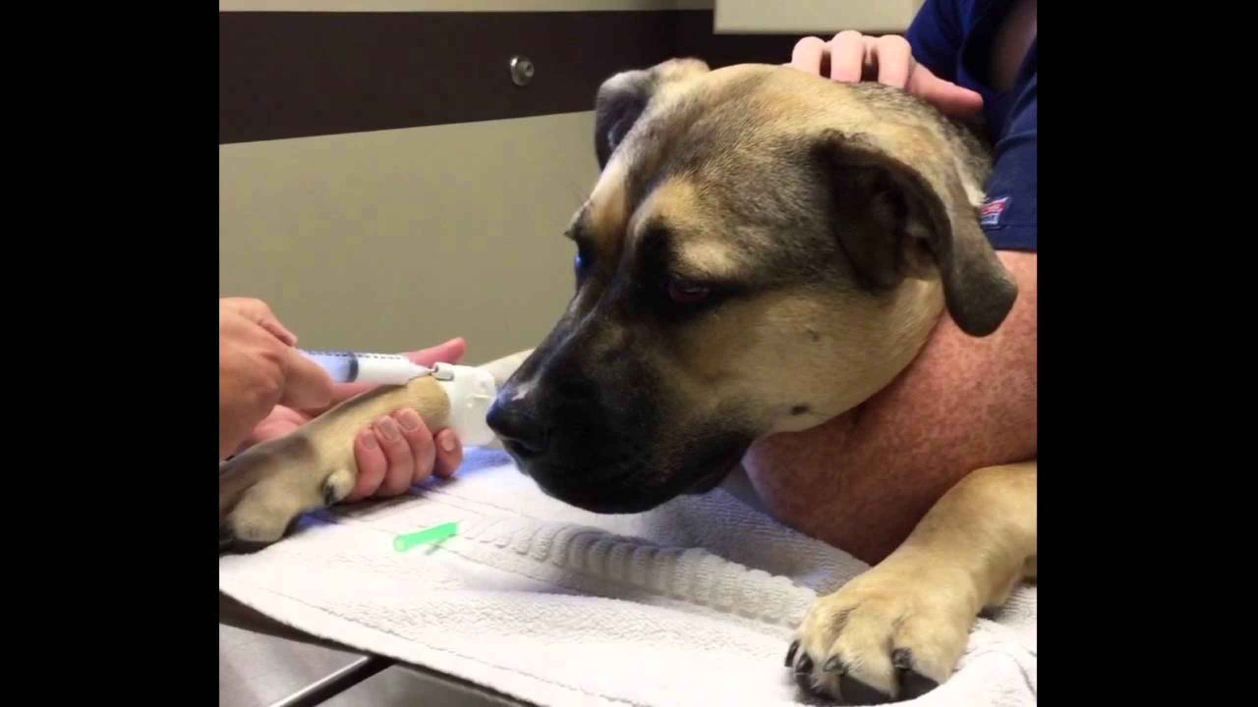 Peotone Animal Hospital Dog