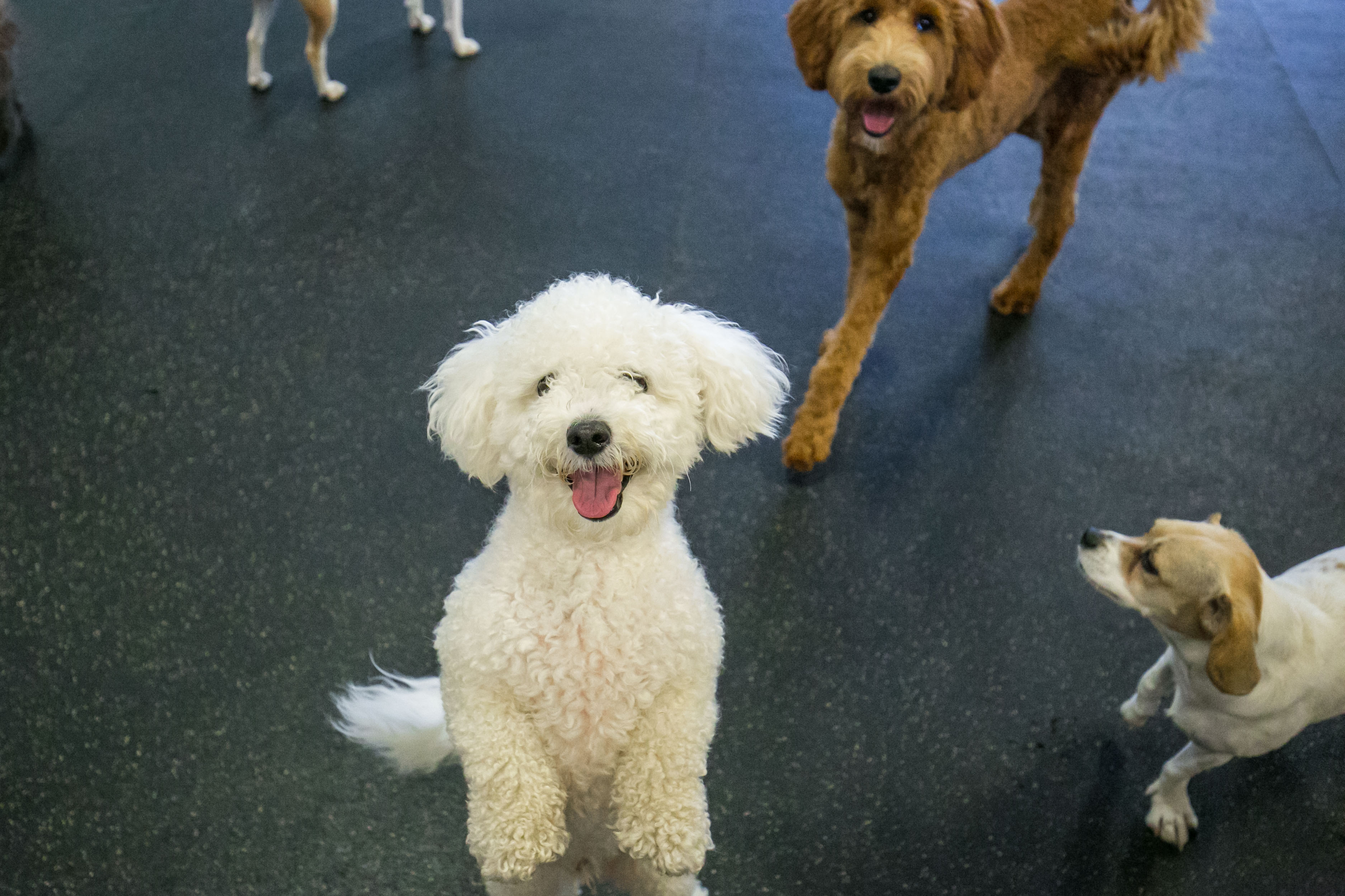 Uptown Hounds. The picture shows several dogs looking up at the camera smiling.  One Poodle is on his/her hind legs smiling at the camera. 