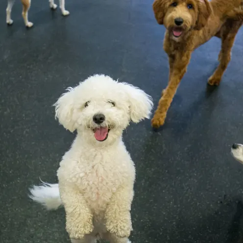 Uptown Hounds. The picture shows several dogs looking up at the camera smiling.  One Poodle is on his/her hind legs smiling at the camera. 