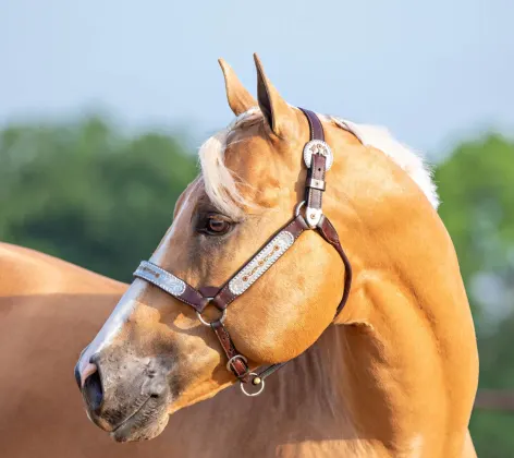 Close up of head of tan horse in rural setting