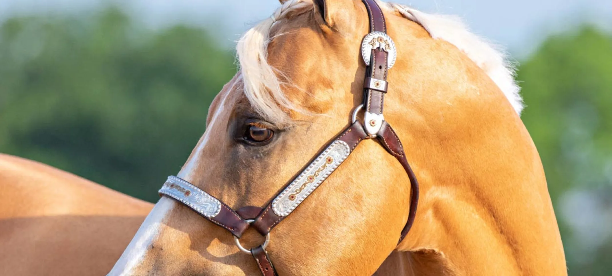 Close up of head of tan horse in rural setting