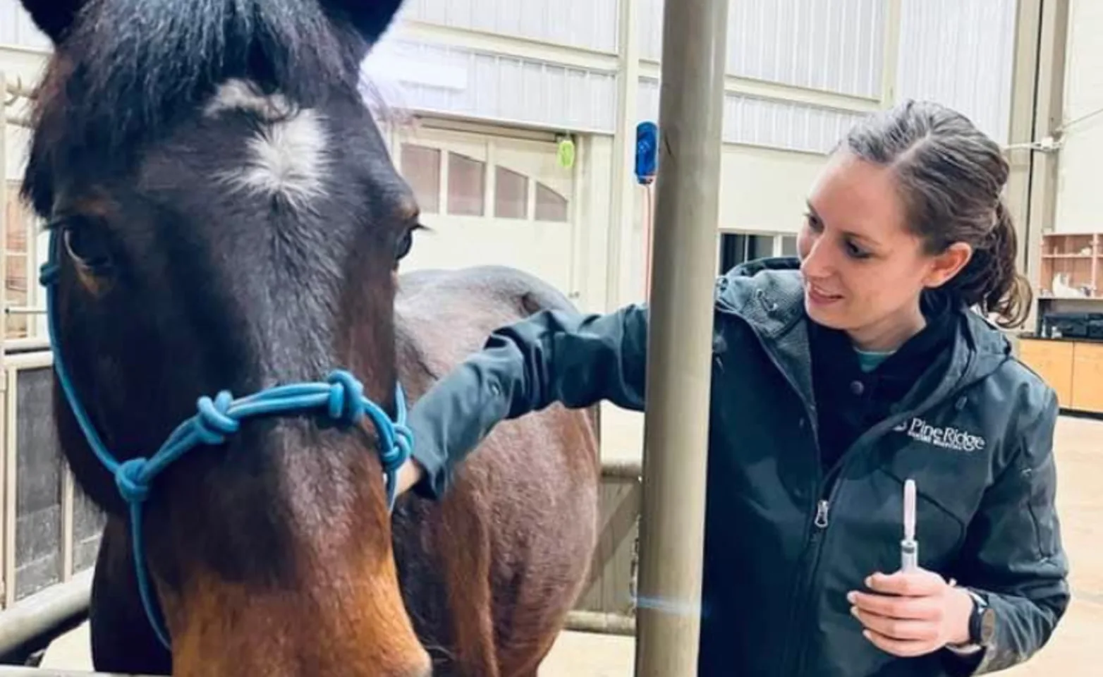 Staff caring for horses with blue bridle