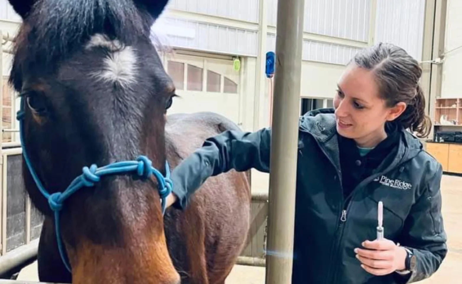 Staff caring for horses with blue bridle