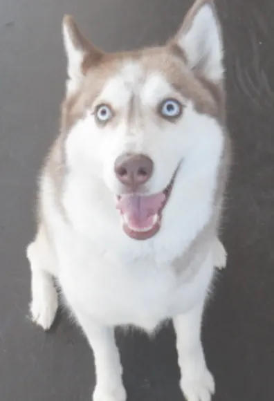 Husky smiling Husky smiling