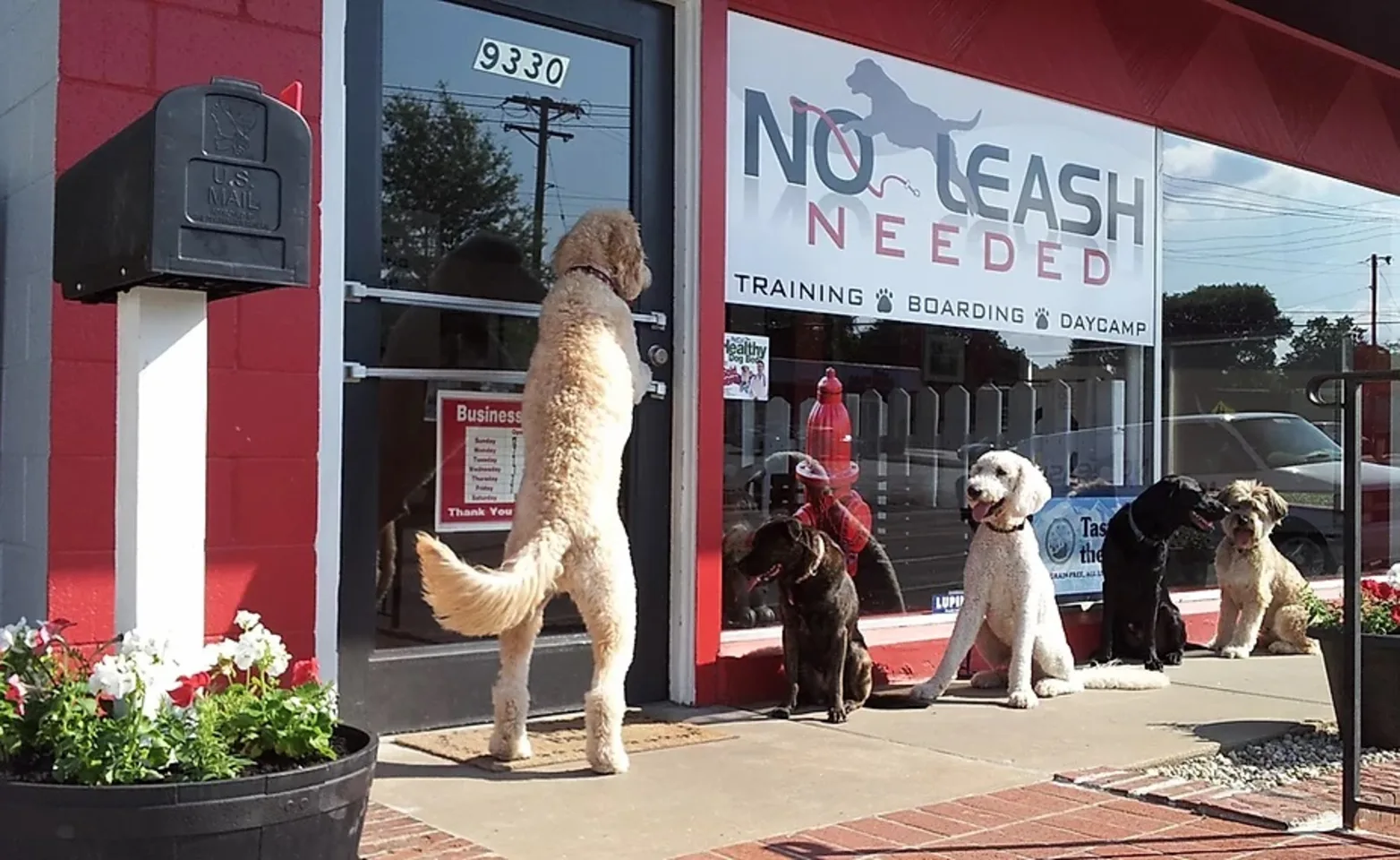 Dogs Line Up Outside No Leash Needed in St. Louis, MO Dogs Line Up Outside No Leash Needed in St. Louis, MO