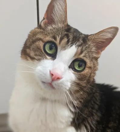 close up of Chippy McNish the clinic cat