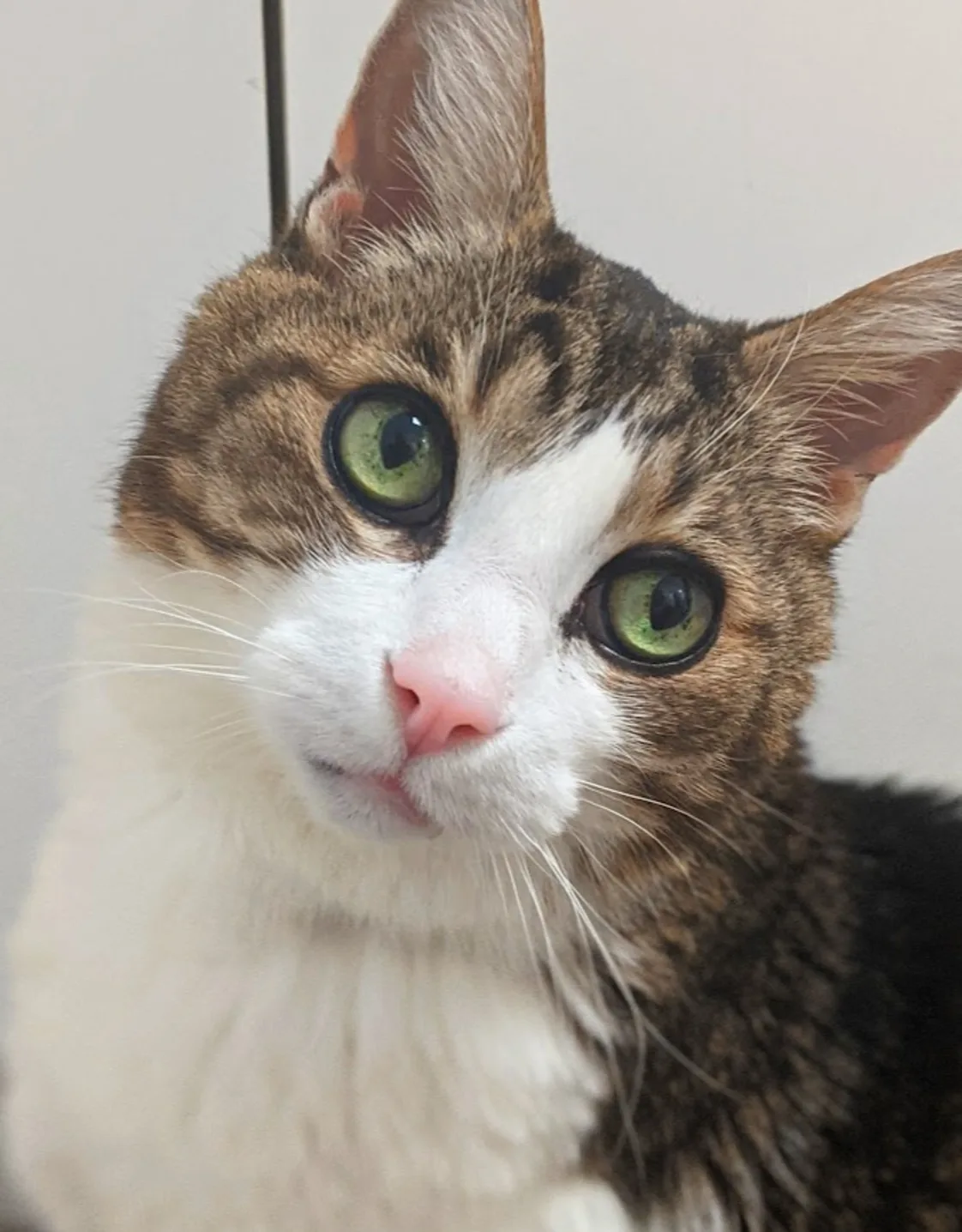 close up of Chippy McNish the clinic cat close up of Chippy McNish the clinic cat